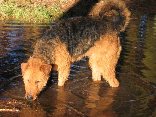 Queen-Lilly knapp 3 Jahre